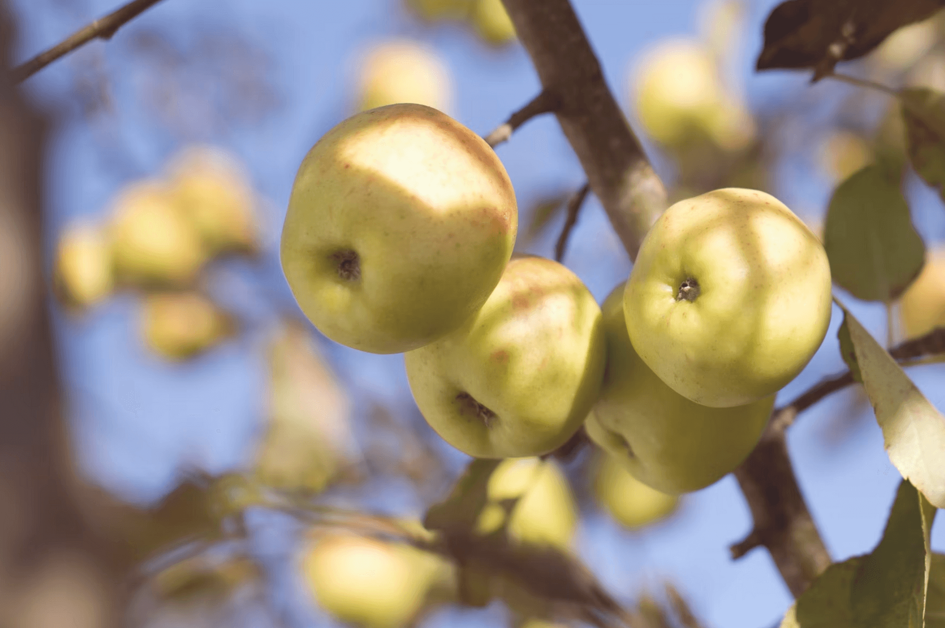 White apple tree