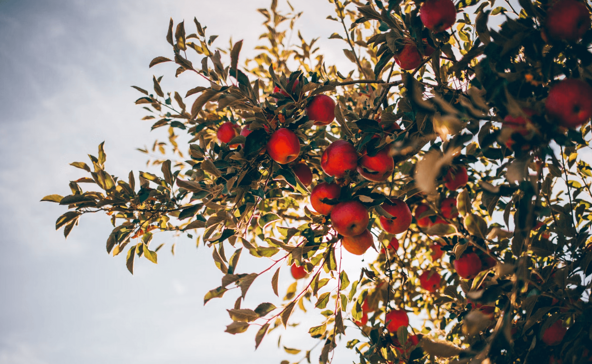Red apple tree
